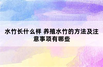 水竹长什么样 养殖水竹的方法及注意事项有哪些